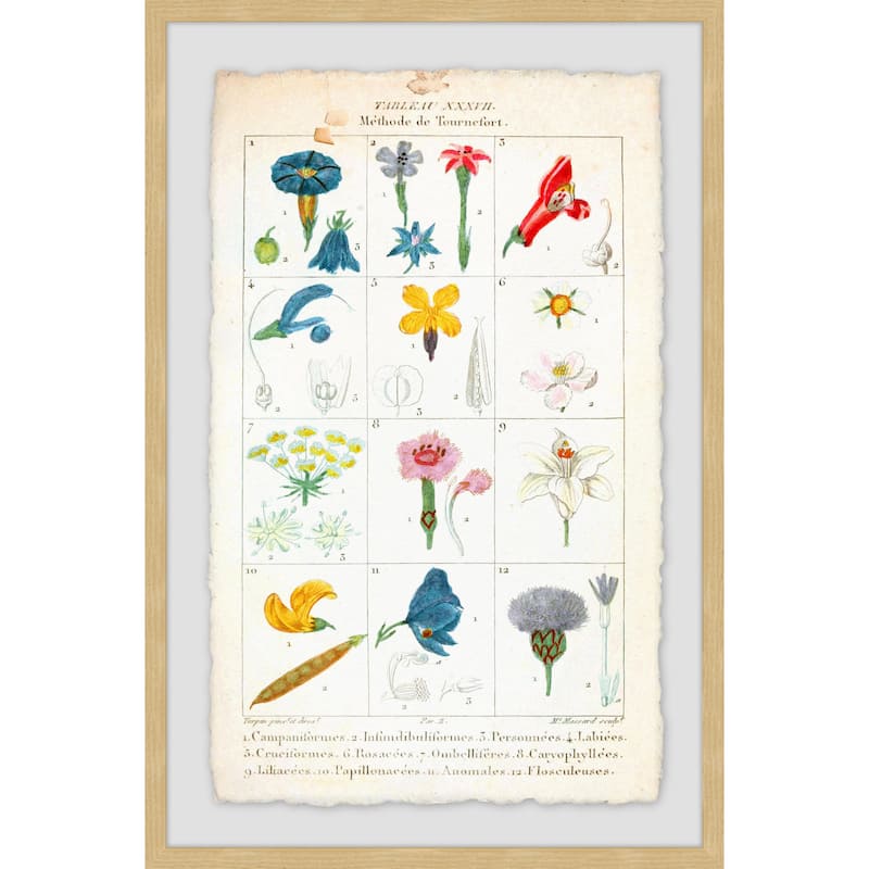'Flower Types' Framed Painting Print - Multi-Color