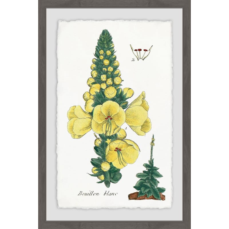 'Yellow Monkshood' Framed Painting Print - Multi-Color