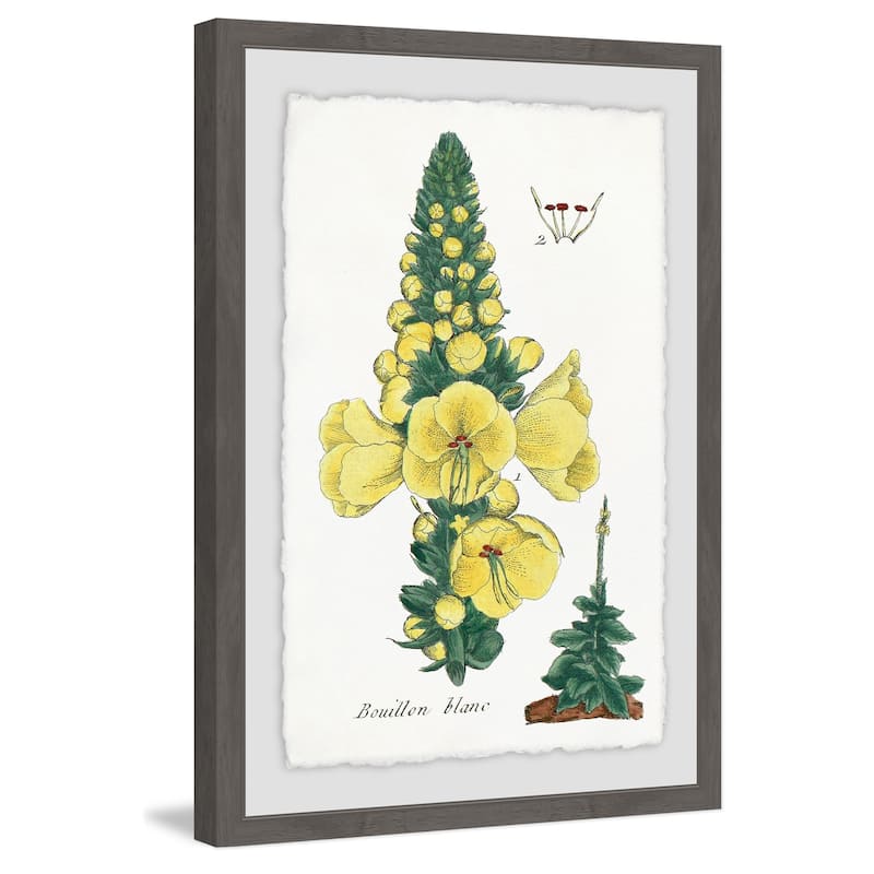'Yellow Monkshood' Framed Painting Print - Multi-Color