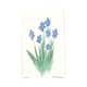Option Blue