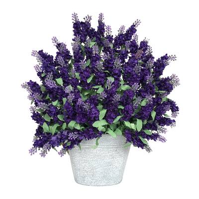 LAVENDER IRON POTTED - Green