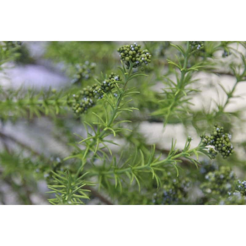 Artificial Berried Spring Rye Flower Bush, Green - GPB8374-NATURAL
