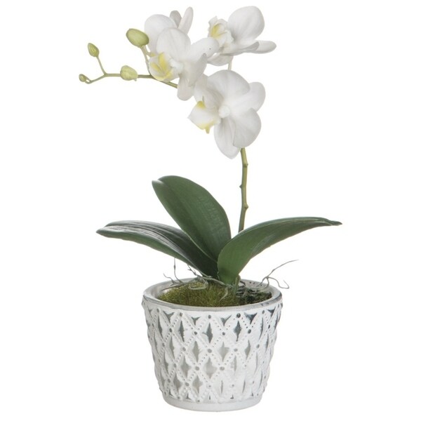 Phalaenopsis Orchid Potted Plant