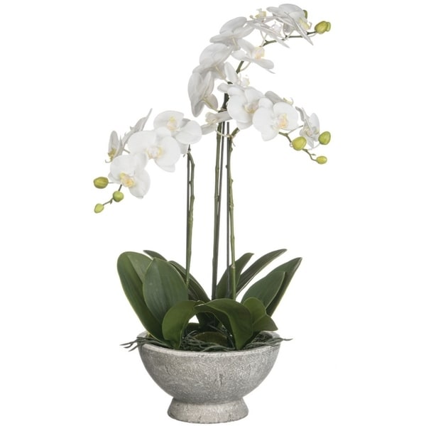 Phalaenopsis Orchid Potted Plant