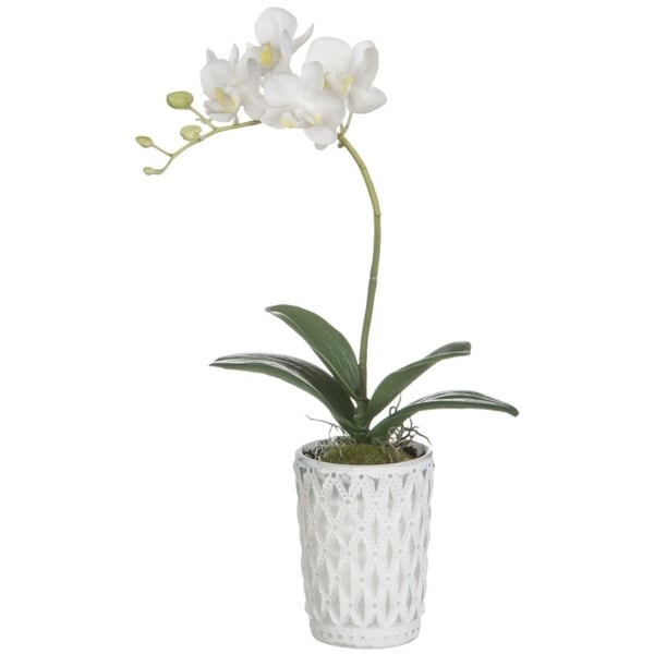 Phalaenopsis Orchid Potted Plant