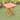 Royal Fiji Acacia Side Table