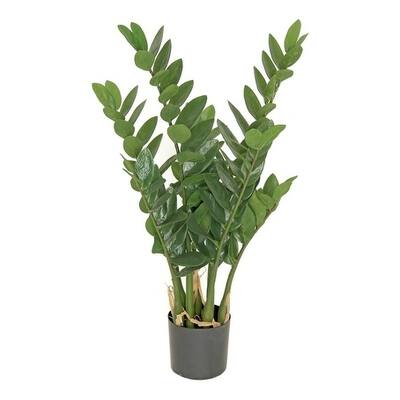 Zamioculcas Plant In Pot - Green