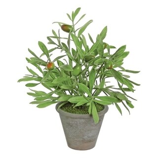 Potted Olive Plant - Green