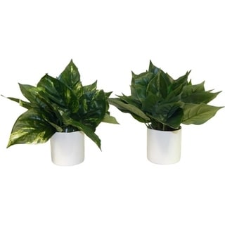 A Set Of Philodendron And Pothos Plants - Green