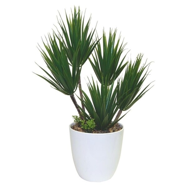 Minimalist Alocacia In White Pot - Natural