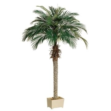 1 6'phoen.Palm Tr.X25(Pla.Rect/P - Green