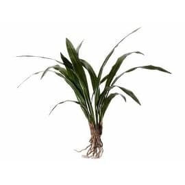 27" Cymbidium Leaf Plant W/Roots Green