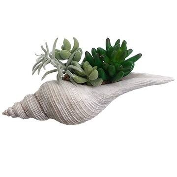 4" Succulent Garden In Shell - Natural