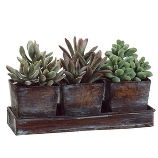 5.5"Hx3"Wx8.25"L Succulent Garden In Square Tin X3 W/Tray Green - Natural