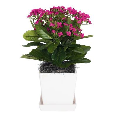 Vickerman 13" Pink Kalanchoe Floral Arrangement