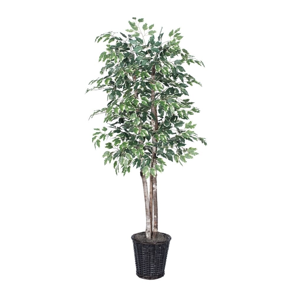 Vickerman 6' Green and White Variegated Ficus Everyday Tree - Green / White