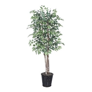 Vickerman 6' Green and White Variegated Ficus Everyday Tree - Green ...