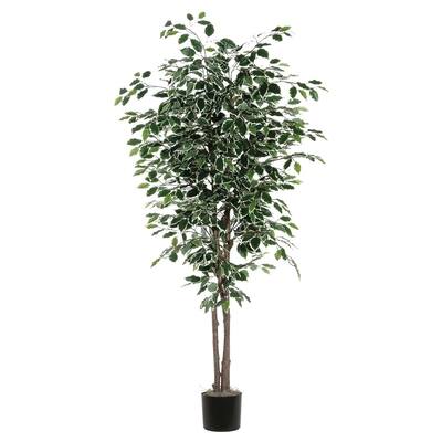 Vickerman 7' Green Variegated Ficus Everyday Tree