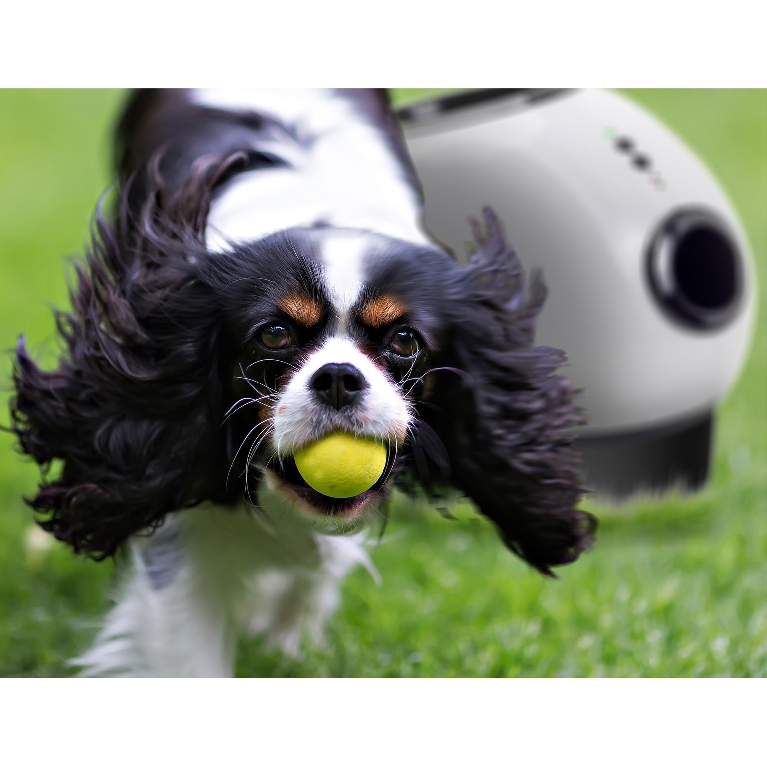 dog toy fetch machine