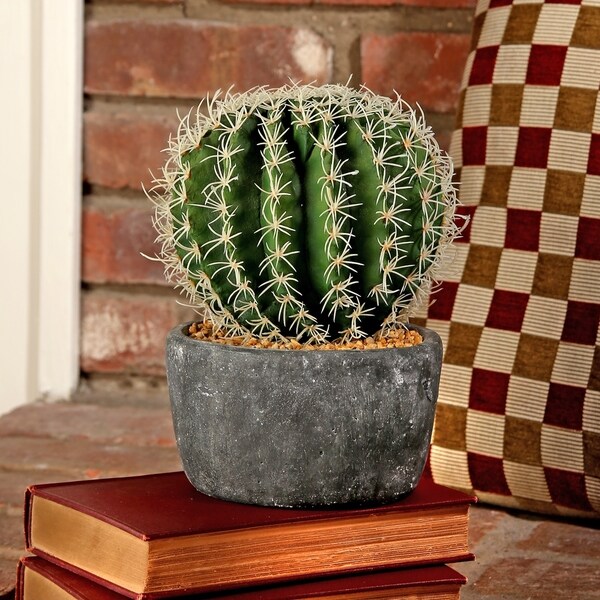 6 Inch Potted Barrel Cactus in cement Base