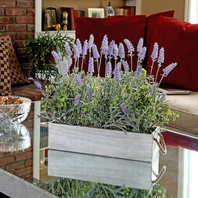 18 Inch Lavender Stalk in Wood Ledge Box