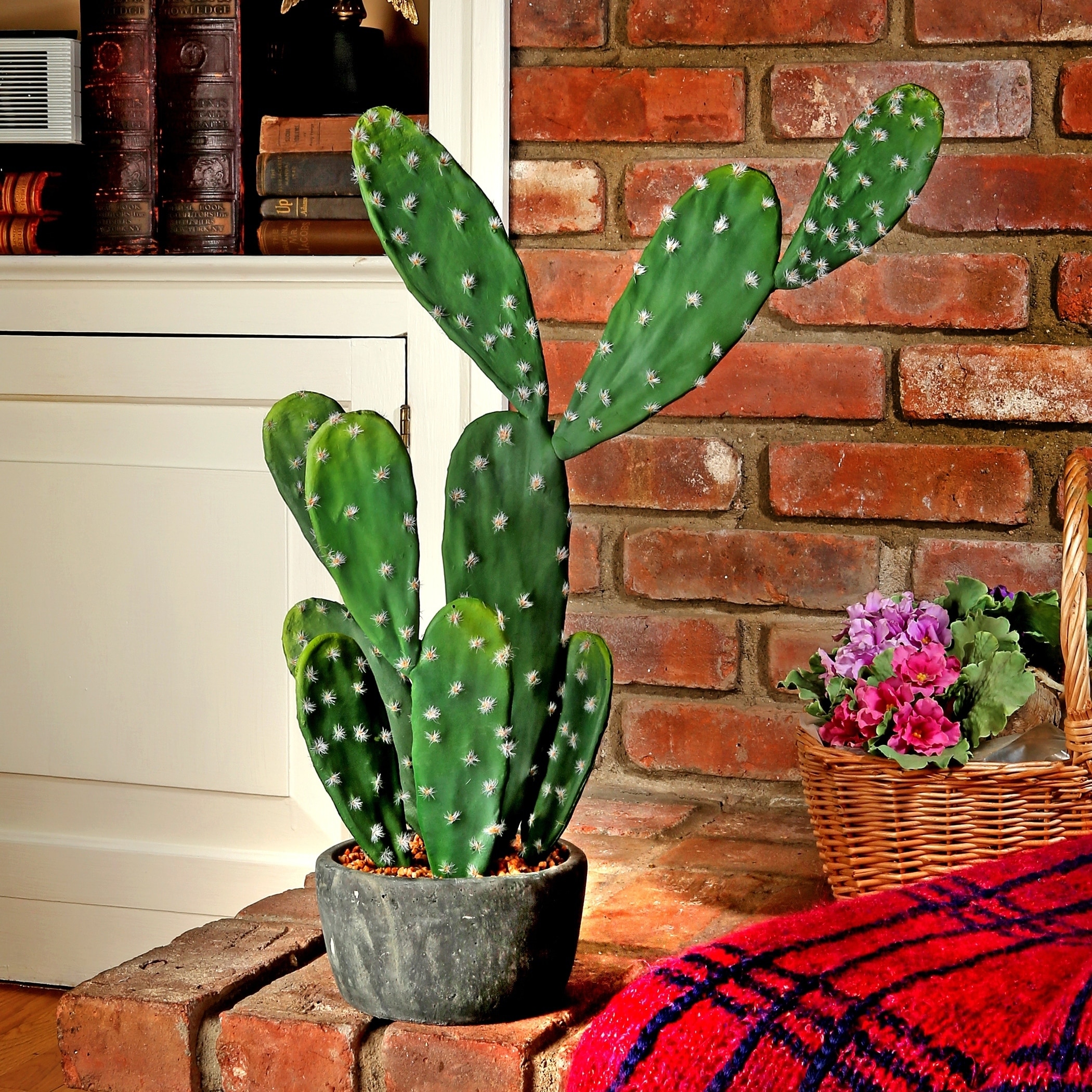 dark green snake plant Black Jade Sansevieria - Snake Plant