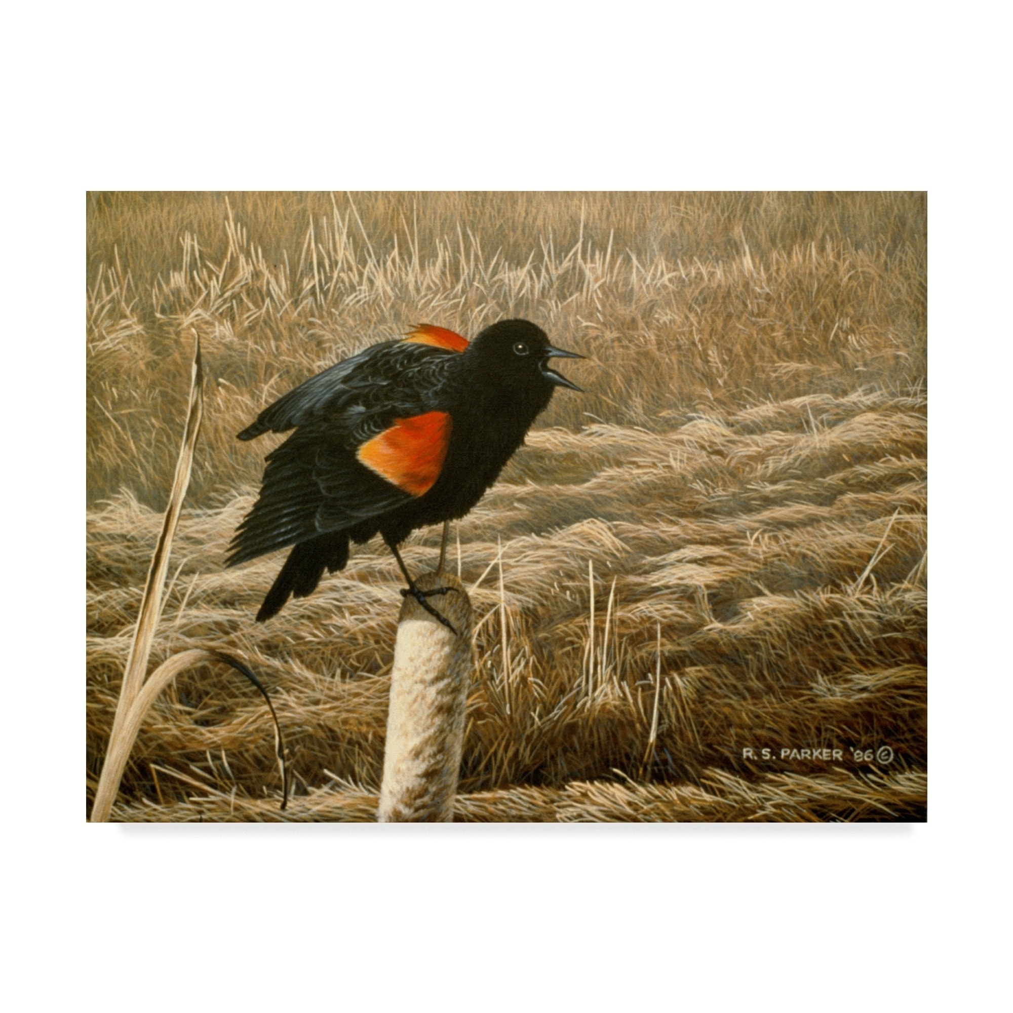 Ron Parker 'Red Winged Blackbird' Canvas Art - Bed Bath & Beyond