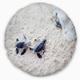 preview thumbnail 4 of 5, Designart 'Baby Green Turtles on Sand' Animal Throw Pillow