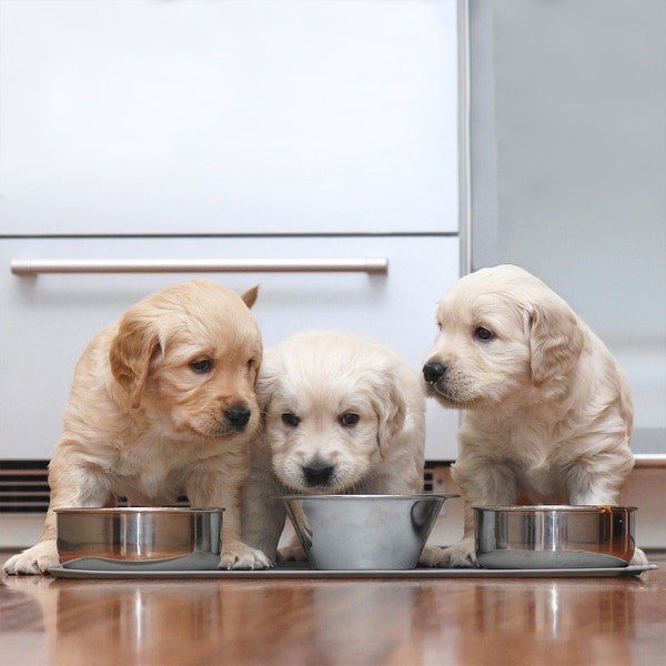 dog food mat