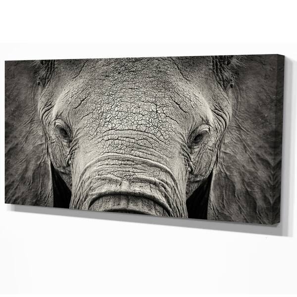 Shop Designart Close Up African Elephant Africa Animals