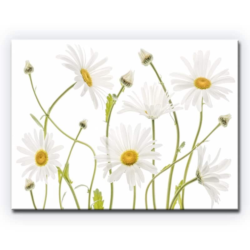 Ox Eye Daisies' Floral Wrapped Canvas Wall Art