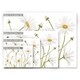 preview thumbnail 4 of 3, Ox Eye Daisies' Floral Wrapped Canvas Wall Art