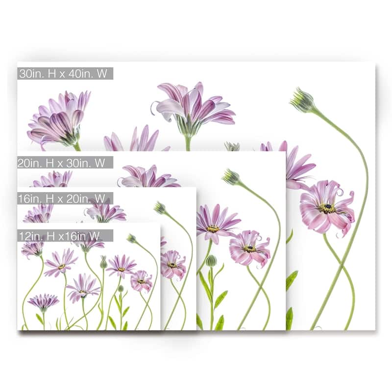 Cape Daisies I' Floral Wrapped Canvas Wall Art