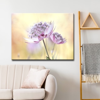 Pink Astrantia' Floral Wrapped Canvas Wall Art