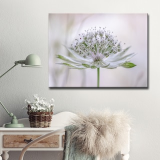 Astrantia' Floral Wrapped Canvas Wall Art
