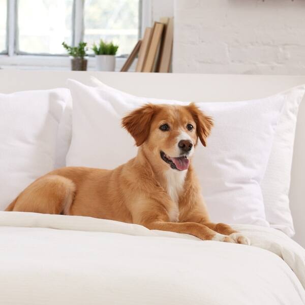 Shop 100 Waterproof Allergy Free 300 Thread Count Body Pillow