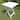 Royal Fiji Side Table