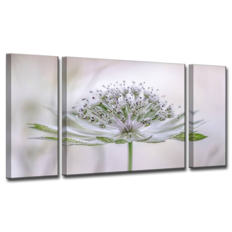 Ready2HangArt 'Astrantia' 3-Piece Canvas Wall Décor Set