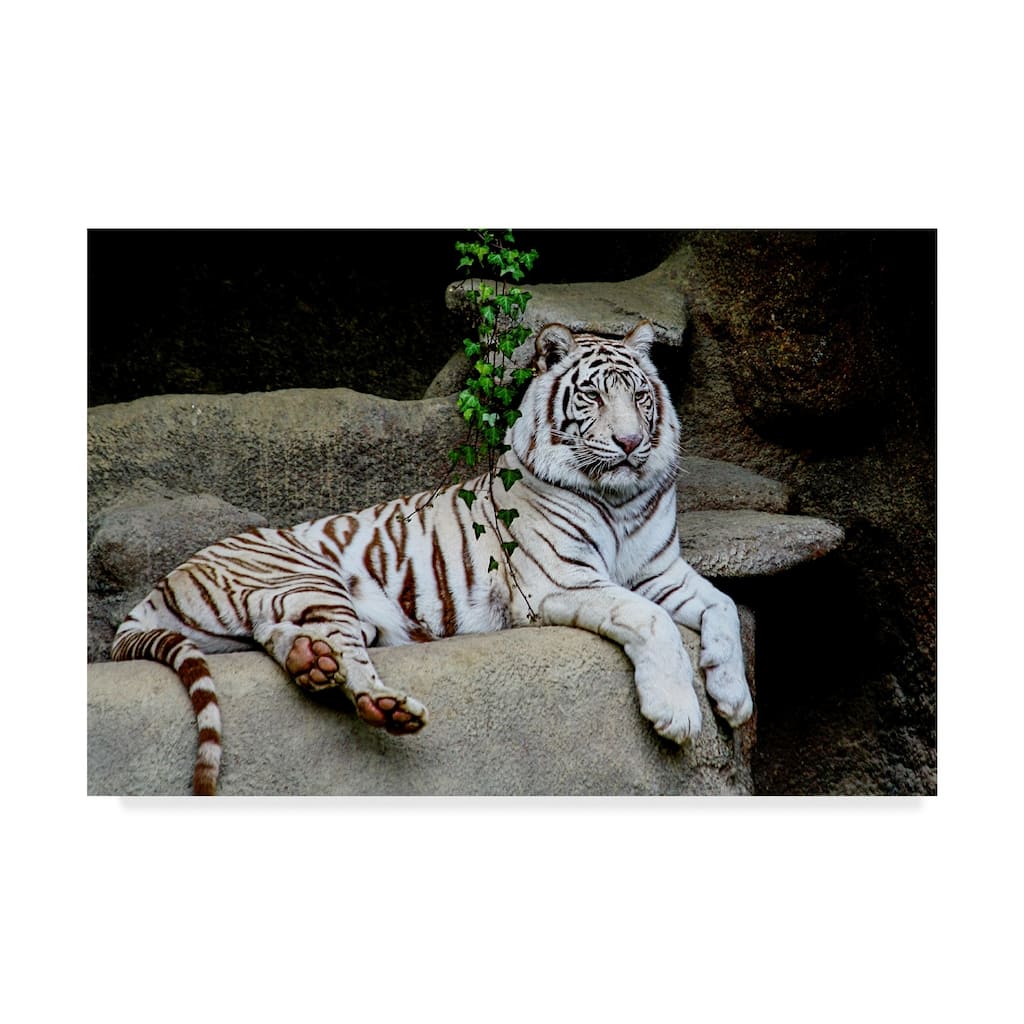 Galloimages Online 'White Tiger On Cliff' Canvas Art - Multi-color