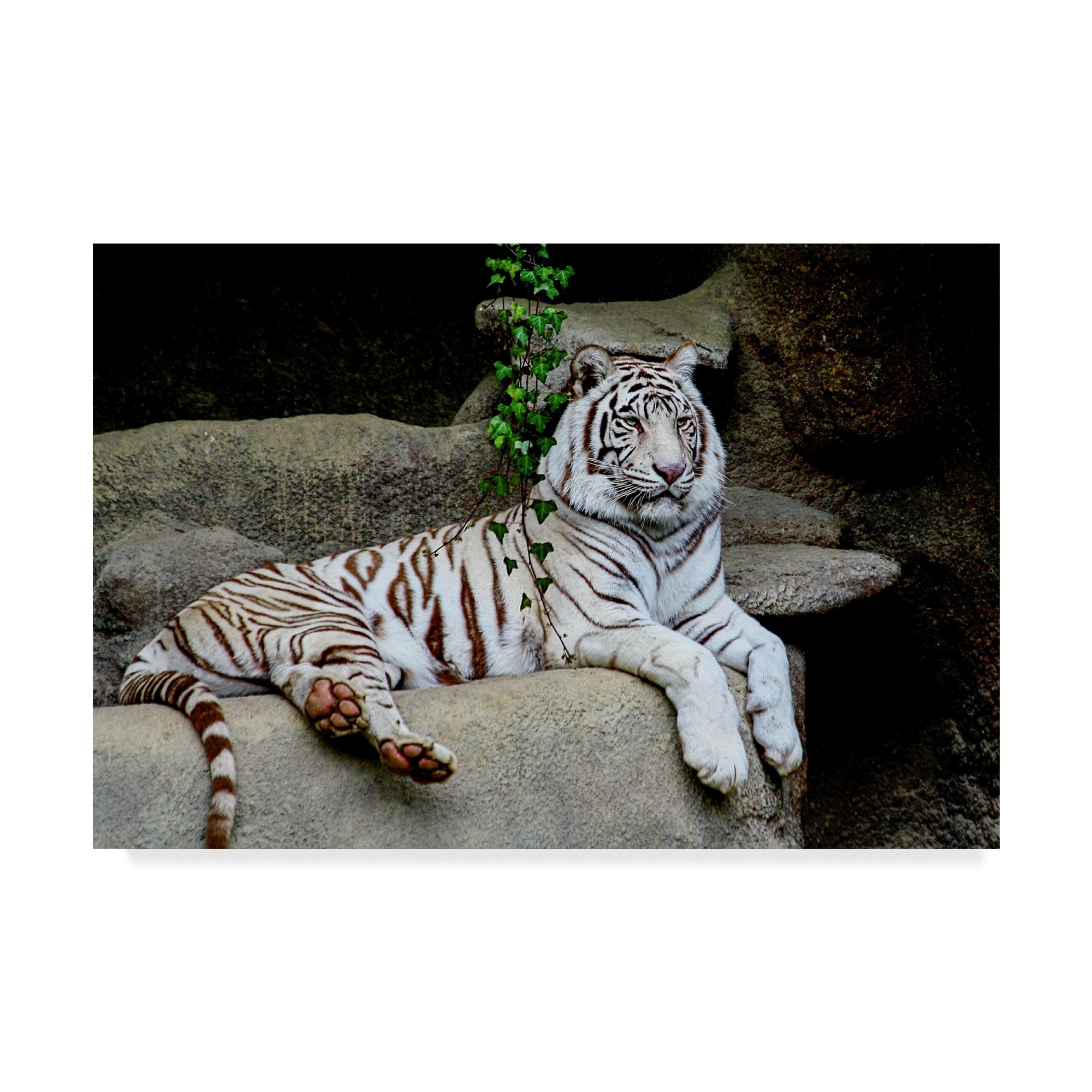Galloimages Online 'White Tiger On Cliff' Canvas Art - Multi-color