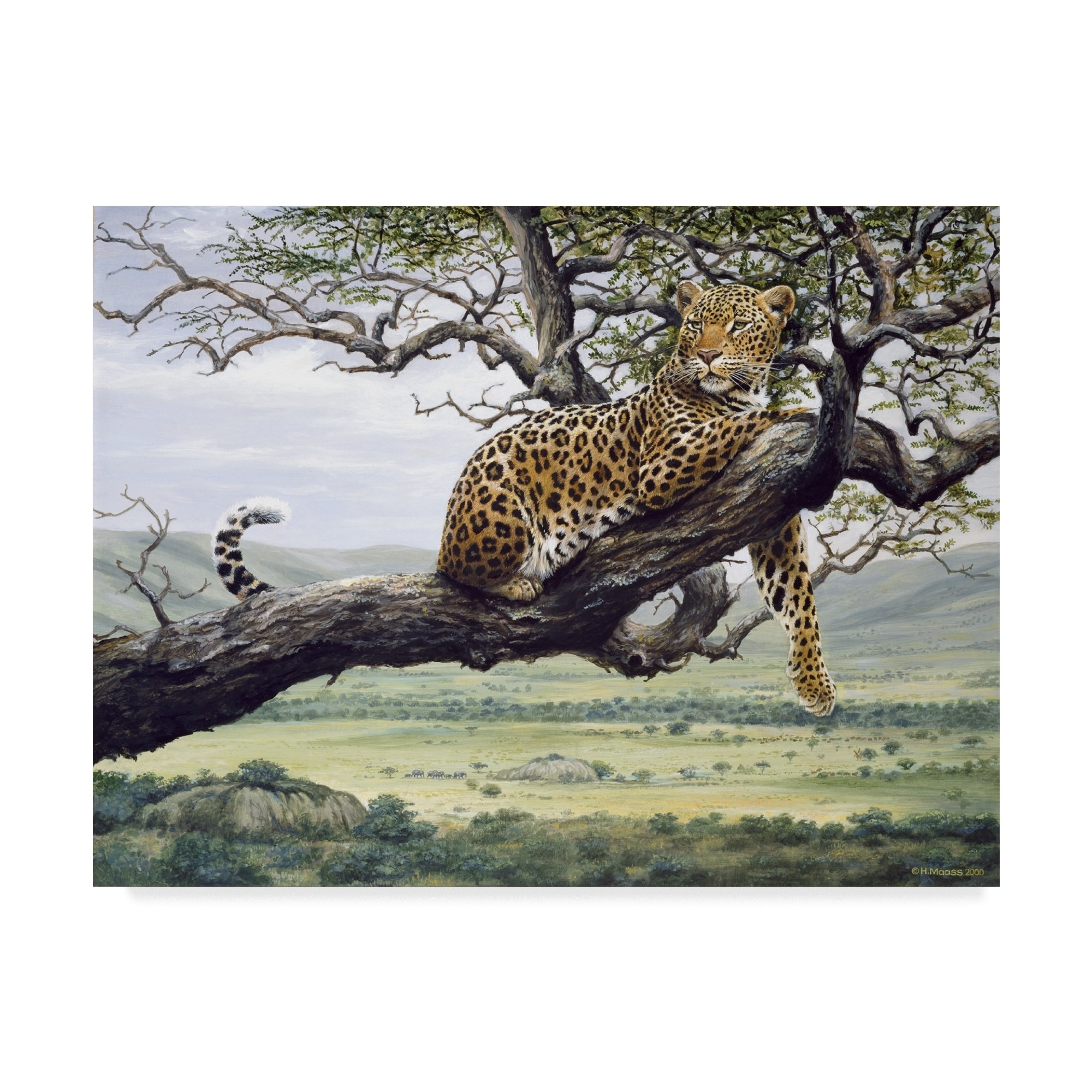 Harro Maass 'Leopard In Tree' Canvas Art - Multi-color