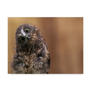 Kurien Yohannan 'Ruru' Canvas Art - Multi-color - Bed Bath & Beyond ...