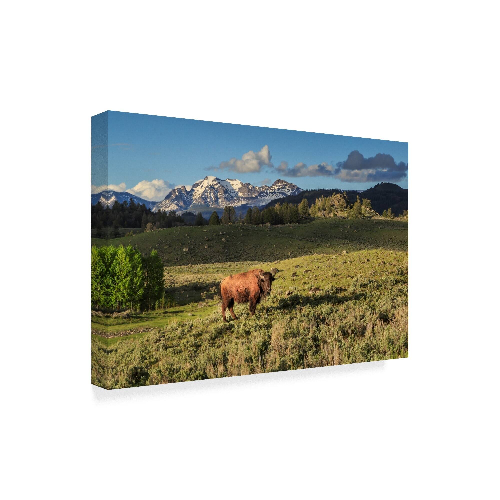 Galloimages Online 'Bison In Yellowstone' Canvas Art Multicolor Bed Bath & Beyond 21814154