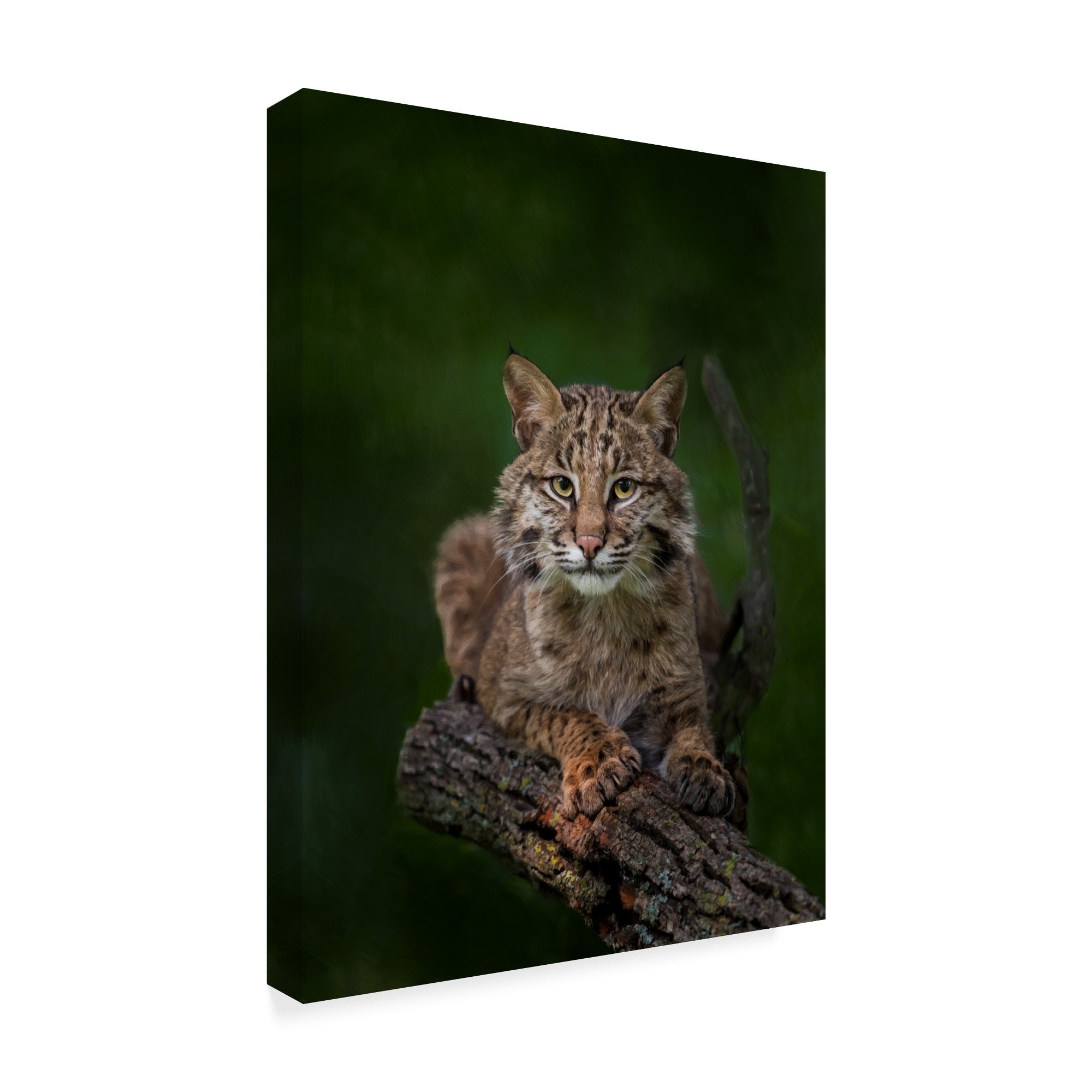 Bobcat Shower Curtains for Sale