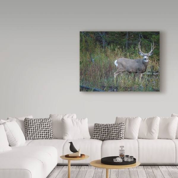 Shop Galloimages Online Mule Deer Buck Field Canvas Art Multi