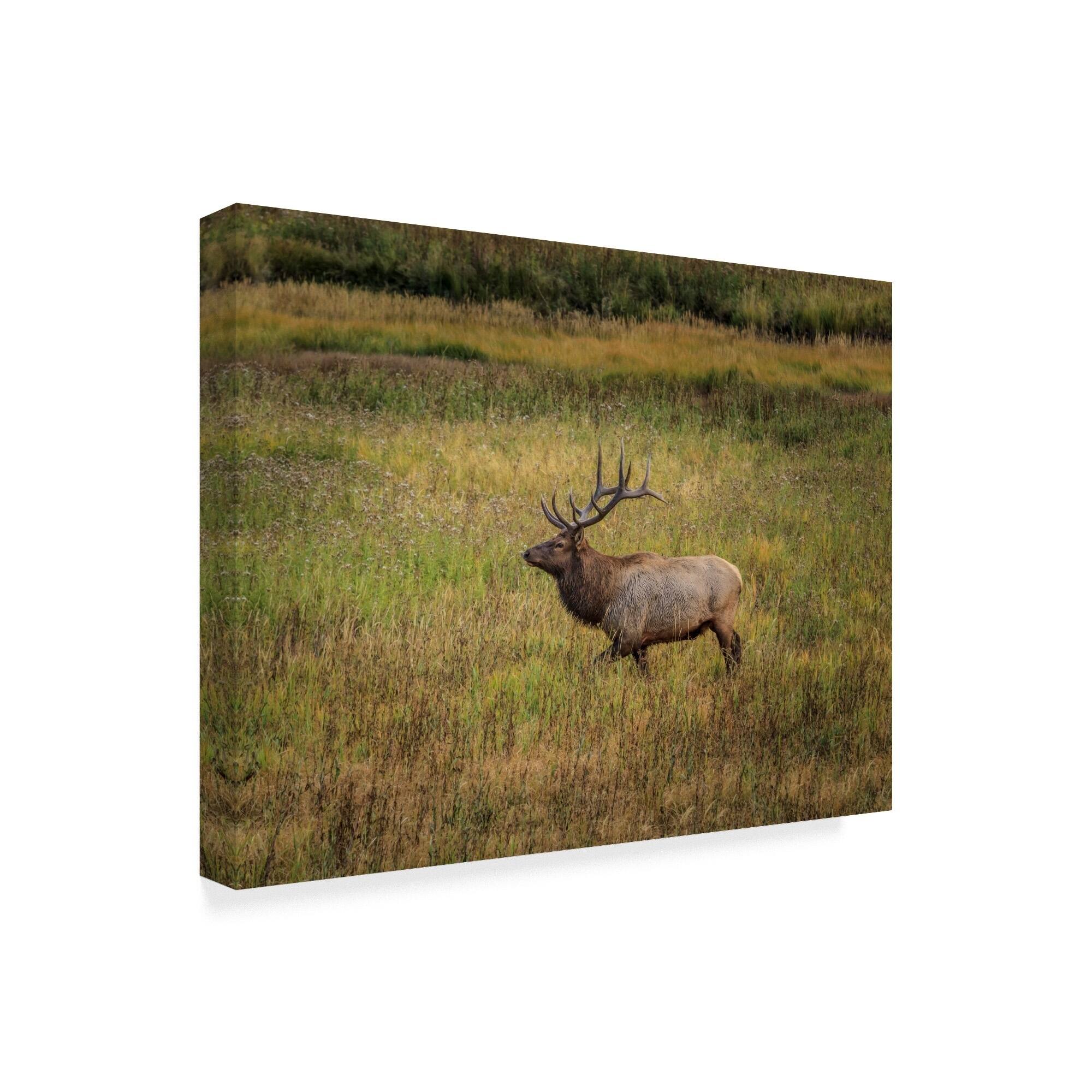 Galloimages Online 'Bull Elk Yellowstone' Canvas Art Multicolor Bed Bath & Beyond 21814744