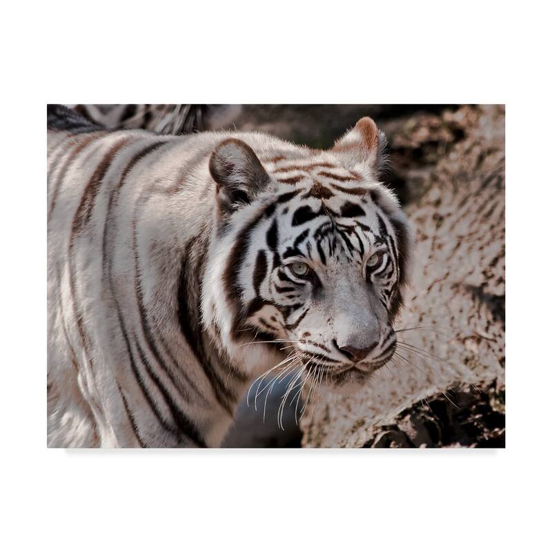 Galloimages Online 'White Tiger 2' Canvas Art - Multi-color