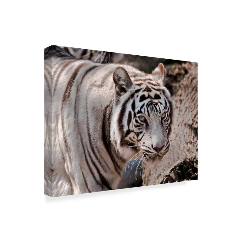 Galloimages Online 'White Tiger 2' Canvas Art - Multi-color
