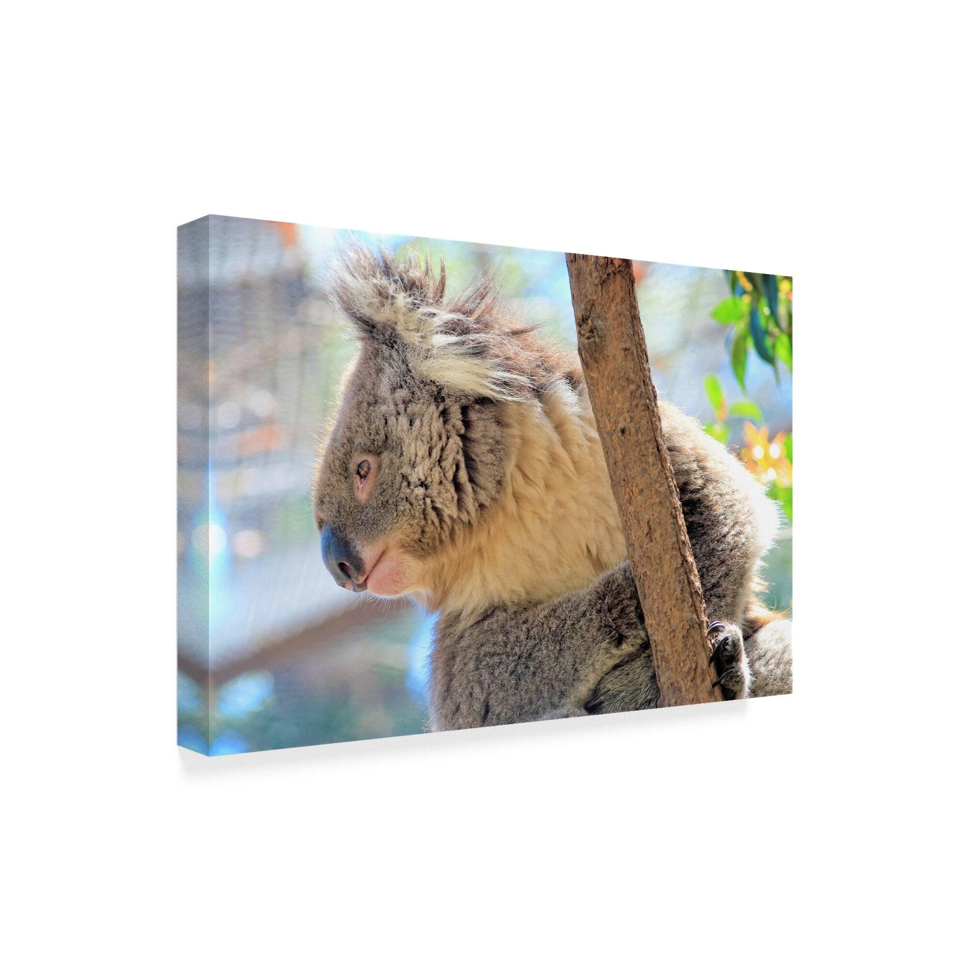 Incredi 'Koala' Canvas Art Multicolor Bed Bath & Beyond 21900026