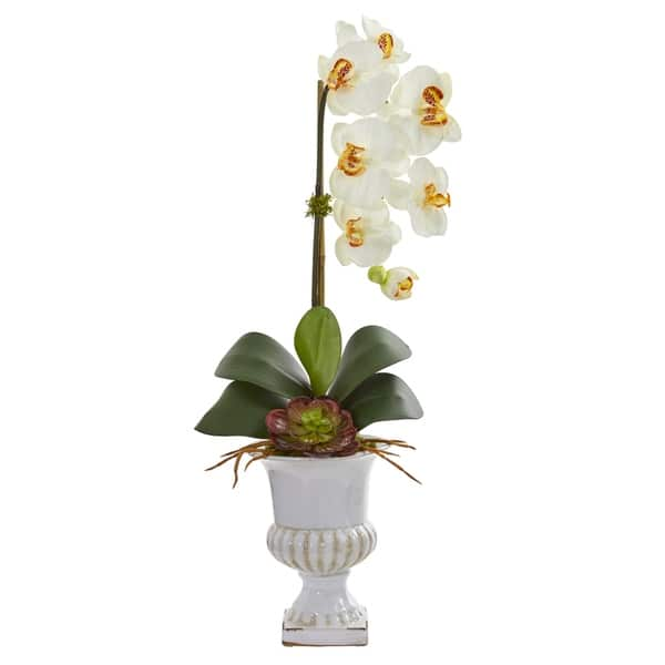 Phalaenopsis Orchid and Succulent Artificial Arrangement in Urn - Bed ...